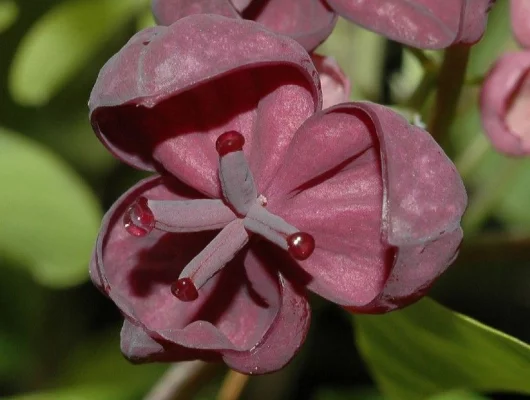 AKEBIA quinata - Akébie à cinq feuilles