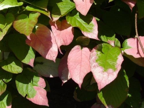 ACTINIDIA kolomikta - Kiwi à feuilles roses
