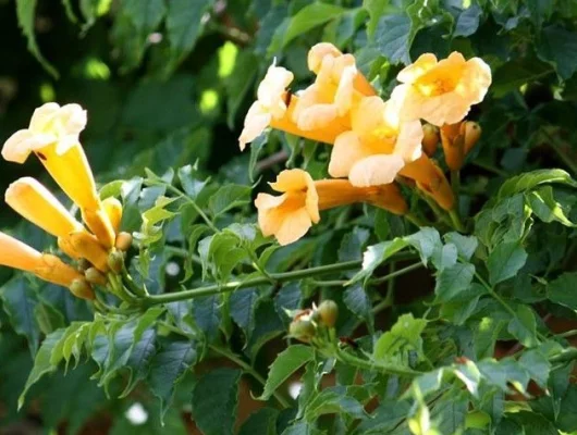 CAMPSIS radicans 'Flava' - Bignone, Trompette de Virginie