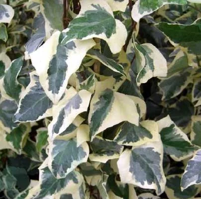 HEDERA algeriensis 'Gloire de Marengo' - Lierre des Canaries 'Gloire de Marengo'