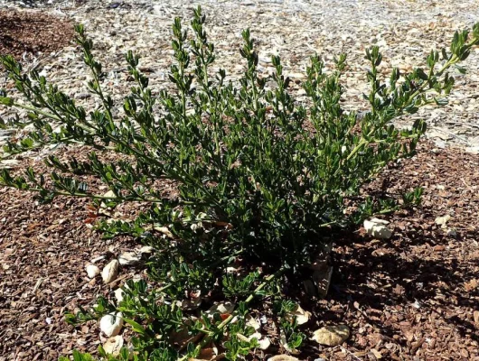 CEANOTHUS thyrsiflorus 'Skylark' - Céanothe, Lilas de Californie