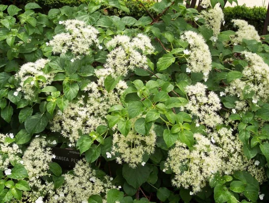 HYDRANGEA petiolaris - Hortensia grimpant