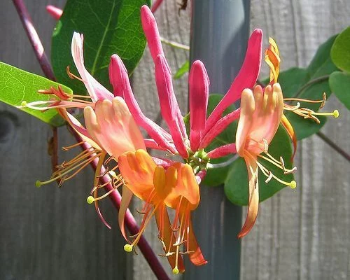 LONICERA brownii 'Dropmore Scarlet' - Chèvrefeuille grimpant