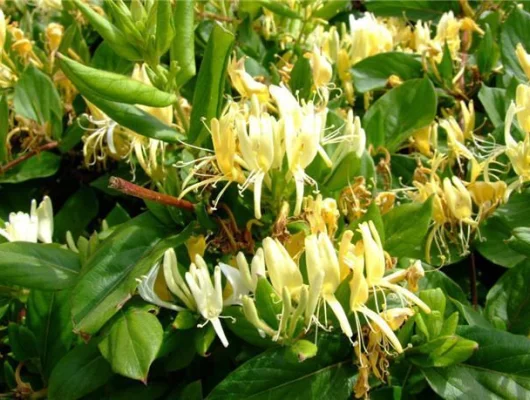 LONICERA japonica 'Halliana' - Chèvrefeuille japon grimpant