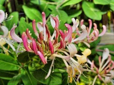 LONICERA periclymenum 'Belgica' - Chèvrefeuille grimpant