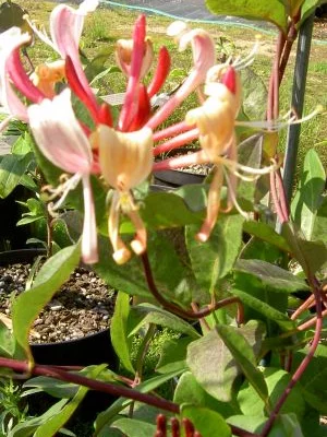 LONICERA periclymenum 'Serotina' - Chèvrefeuille grimpant