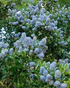 CEANOTHUS impressus 'Victoria' - Ceanothe 'Victoria'