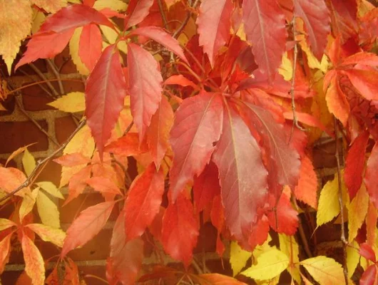 PARTHENOCISSUS quinquefolia 'Engelmannii' - Vigne vierge d'Engelmann