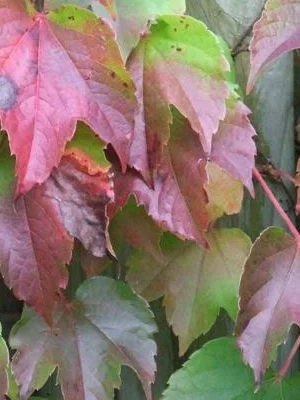 PARTHENOCISSUS tricuspidata 'Veitchii robusta' - Vigne vierge de Veitch à grandes feuilles