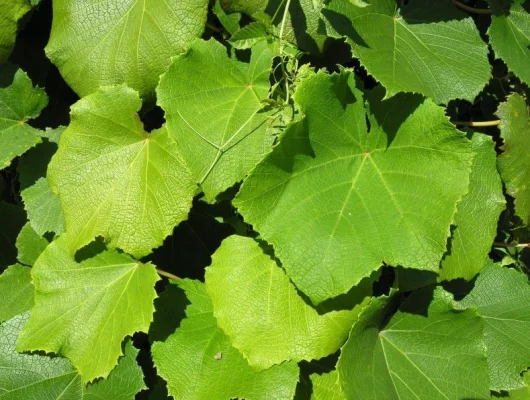 VITIS coignetiae - Vigne d'ornement