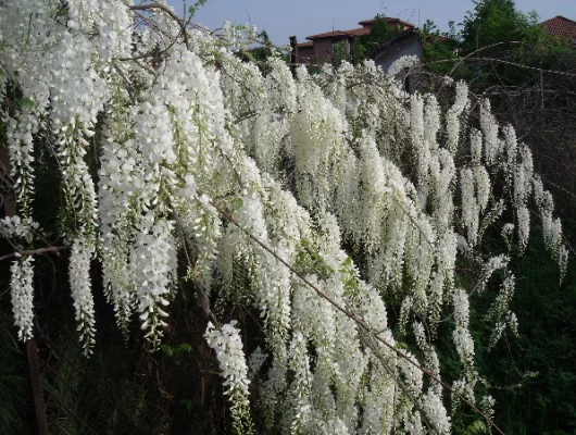 WISTERIA sinensis 'Alba' - Glycine de Chine Blanche