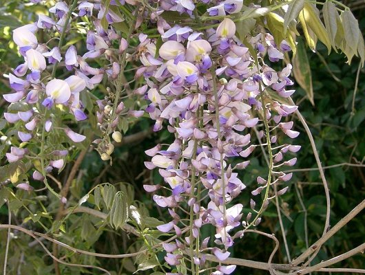 WISTERIA floribunda 'Issai' - Glycine de Chine 'Issai'