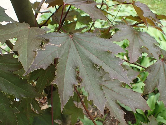 ACER platanoides 'Crimson Sentry' - Erable plane 'Crimson Sentry'