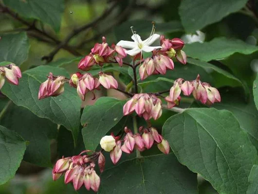 CLERODENDRUM trichotomum - Arbre du Clergé