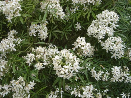 CHOISYA ternata 'White Dazzler' - Oranger du Mexique nain