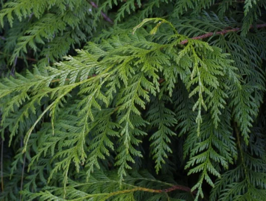 THUJA plicata 'Atrovirens' - Plantes de haie, Thuya