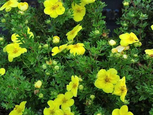 POTENTILLA fruticosa 'Kobold' - Potentille arbustive jaune