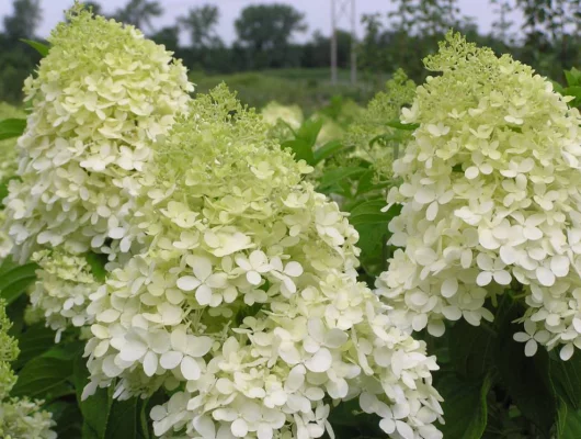 HYDRANGEA paniculata 'Phantom' - Hortensia paniculé