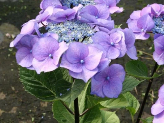 HYDRANGEA macrophylla 'Zorro'® - Hortensia à bois noir