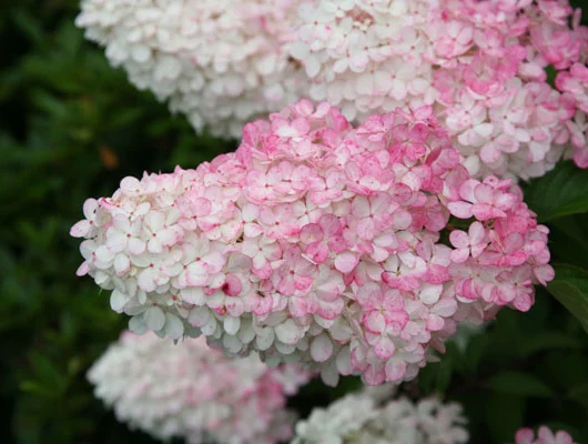 HYDRANGEA paniculata 'Vanille fraise' - Hortensia paniculé