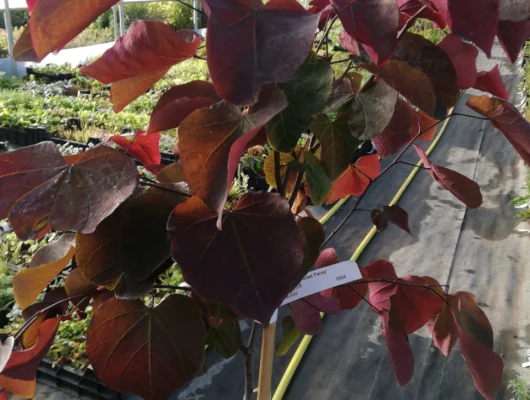 CERCIS canadensis 'Forest Pansy' - Arbre de Judée