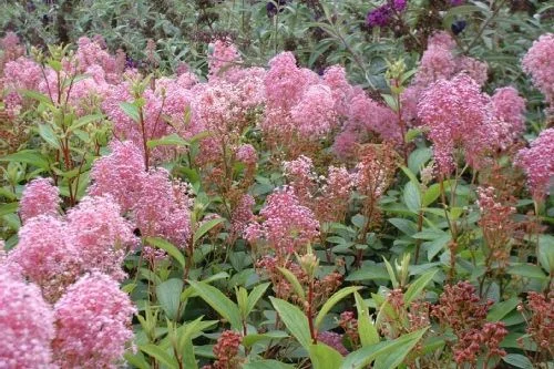 CEANOTHUS pallidus 'Perle Rose' - Céanothe 'Perle rose'