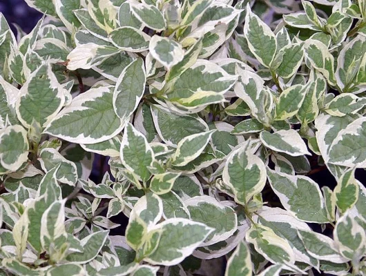 CORNUS alba 'Ivory Halo' - Cornouiller blanc