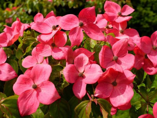 CORNUS kousa 'Satomi' - Cornouiller du Japon à fleurs roses