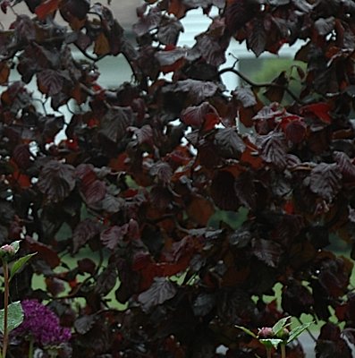 CORYLUS avellana 'Red Majestic'® - Noisetier pourpre tortueux