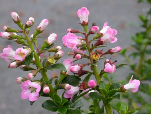 ESCALLONIA 'Apple Blossom' - Escallonia