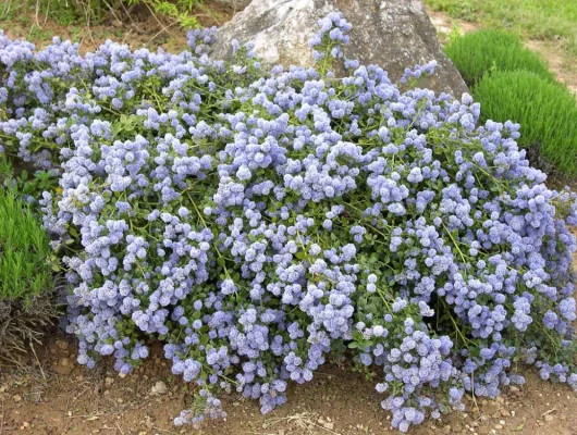 CEANOTHUS thyrsiflorus 'Repens' - Céanothe rampante, Lilas de Californie