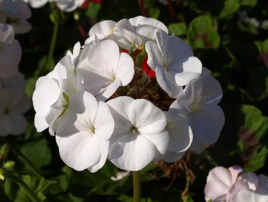 GERANIUM zonale 'Blanc' - Géranium zonale 'Toscane Cato'