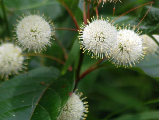 CEPHALANTHUS occidentalis - Bois Bouton