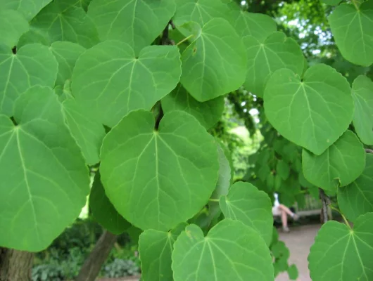 CERCIDIPHYLLUM japonicum - Arbre à caramel