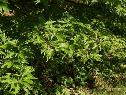 FAGUS sylvatica 'Asplenifolia' - Hêtre à feuilles de Fougère