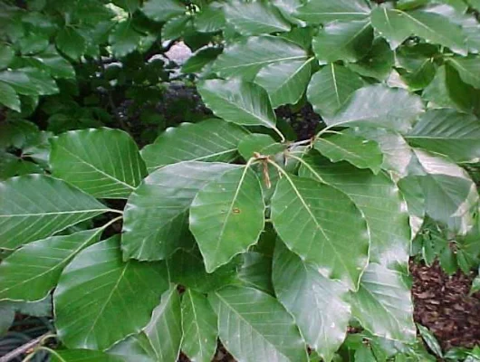 FAGUS sylvatica - Plantes de haie, Hêtre