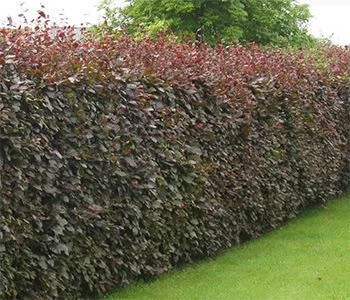 FAGUS sylvatica 'Atropurpurea' - Plantes de haie, Hêtre à feuilles pourpres