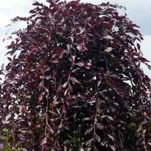 FAGUS sylvatica 'Purpurea Pendula' - Hêtre pourpre pleureur