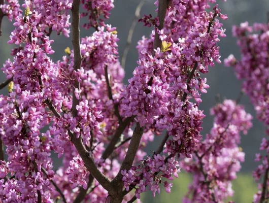 CERCIS siliquastrum - Arbre de judée