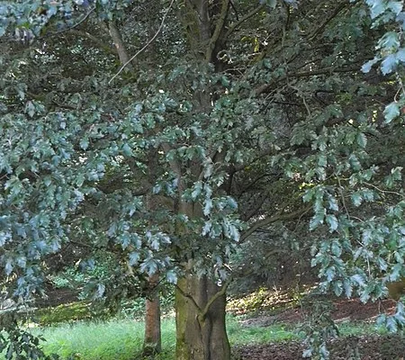 FAGUS sylvatica 'Rohanii' - Hêtre 'Rohanii'