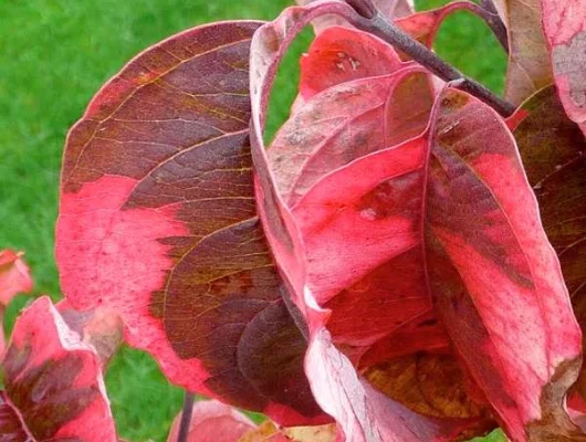 CORNUS florida 'Rainbow' - Cornouiller de Floride à fleurs