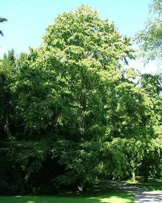 CORYLUS colurna - Noisetier de Bysance