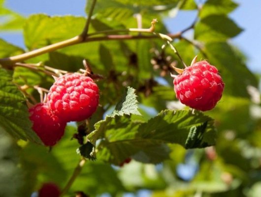 Framboisier remontant 'Autumn Bliss' ® - Rubus Ideaus 'Atumn Bliss' ®