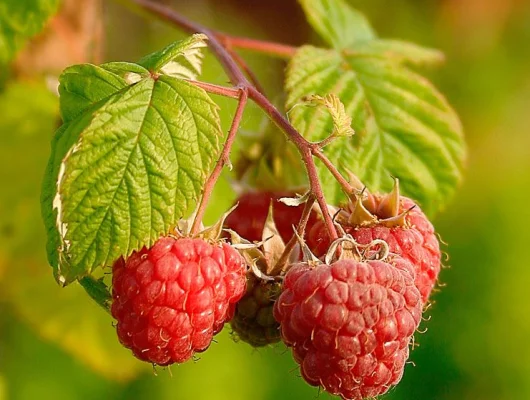 Framboisier remontant 'Zeva' - Rubus ideaus 'Zeva'