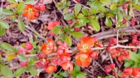 CHAENOMELES japonica 'Sargentii' - Cognassier du Japon 'Sargentii'