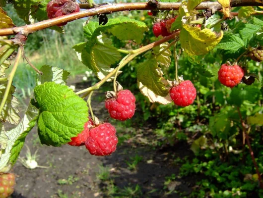 Framboisier non remontant 'Malling Promise' - Rubus ideaus 'Malling Promise'