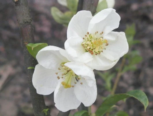 CHAENOMELES speciosa 'Nivalis' - Cognassier du Japon Blanc 'Nivalis'