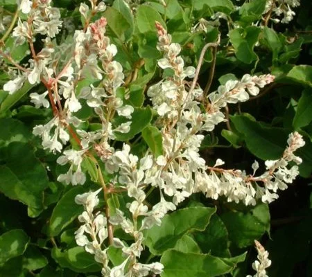 FALLOPIA aubertii - Polygonum