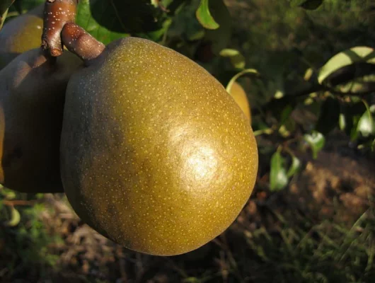 POIRIER 'Williams Bon Chrétien' - Arbre fruitier