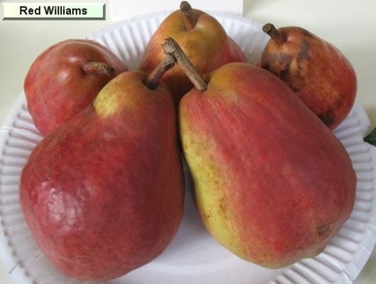 POIRIER 'Williams Rouge' - Arbre fruitier